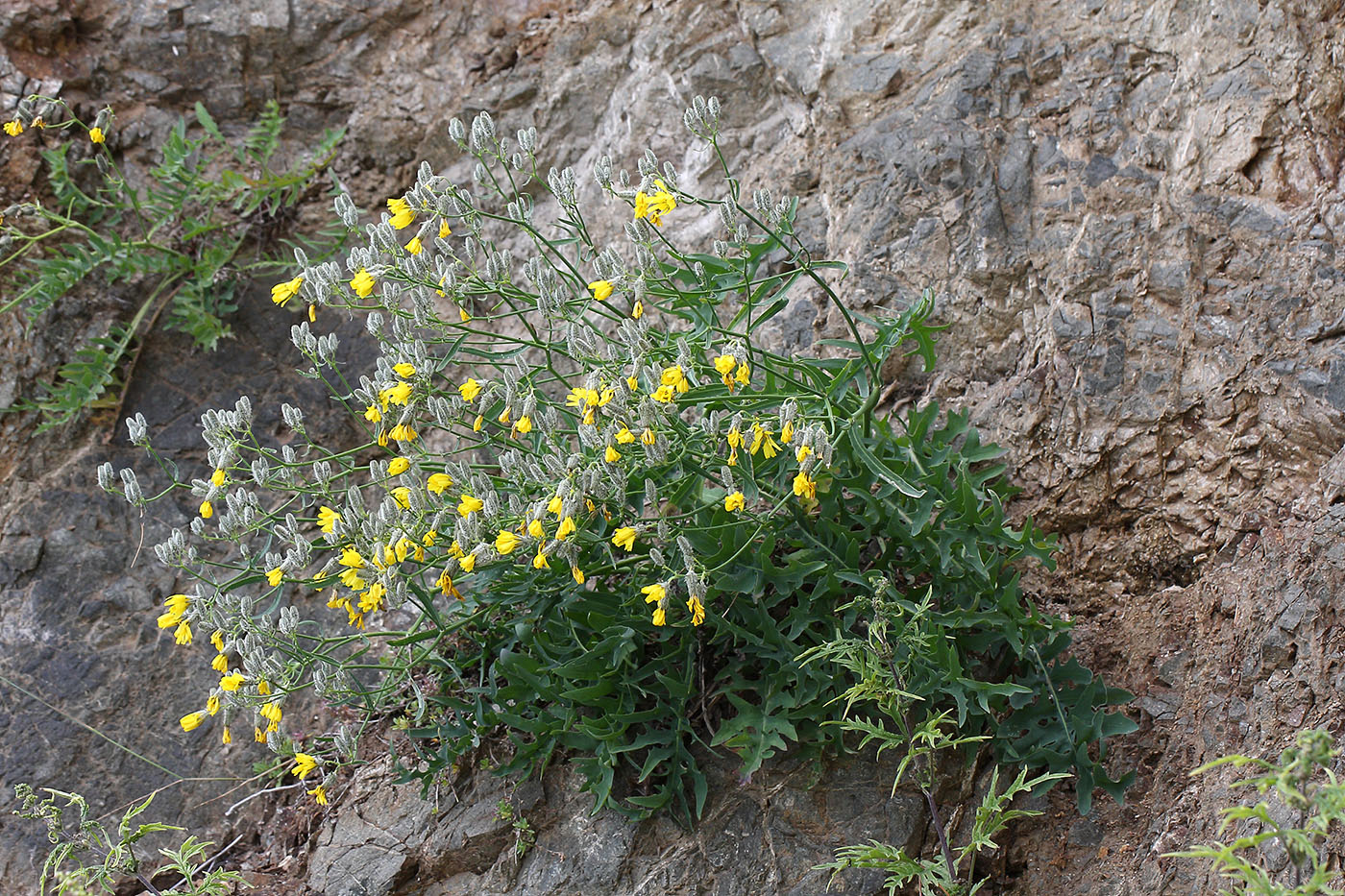 Изображение особи Youngia tenuifolia.