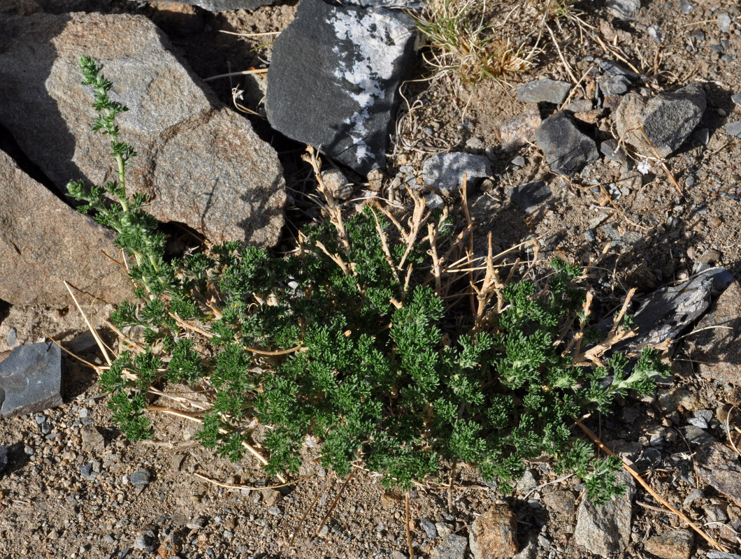 Image of genus Artemisia specimen.