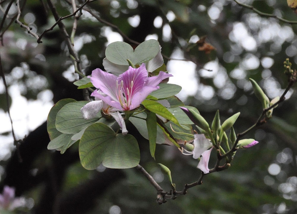 Image of Bauhinia variegata specimen.