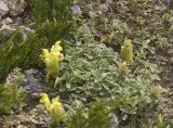 Scutellaria paradoxa. Цветущее растение. Кабардино-Балкария, Приэльбрусье, нижняя часть долины р. Ирик, рядом с минеральным источником. Июль 2009 г.