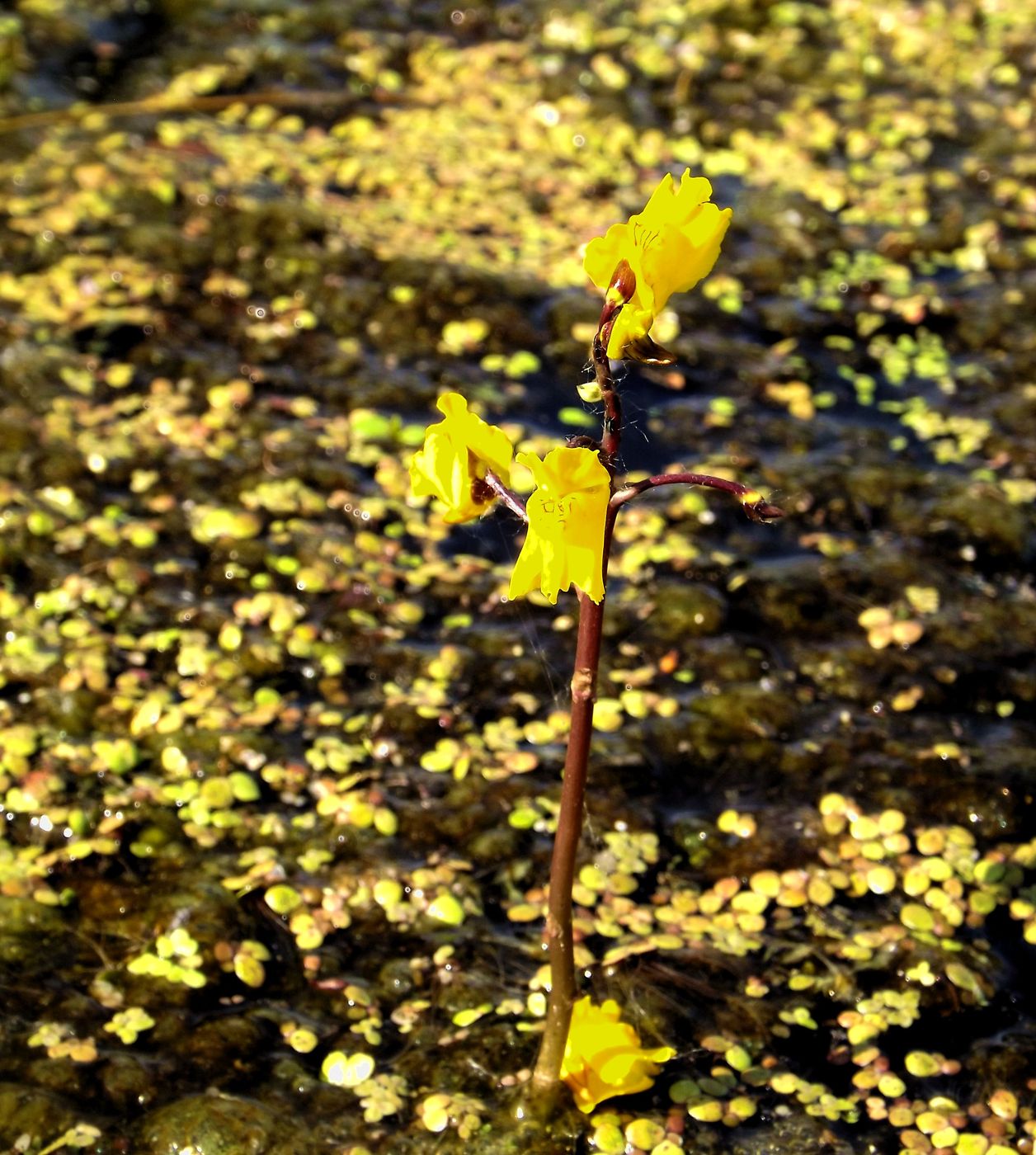 Изображение особи Utricularia vulgaris.