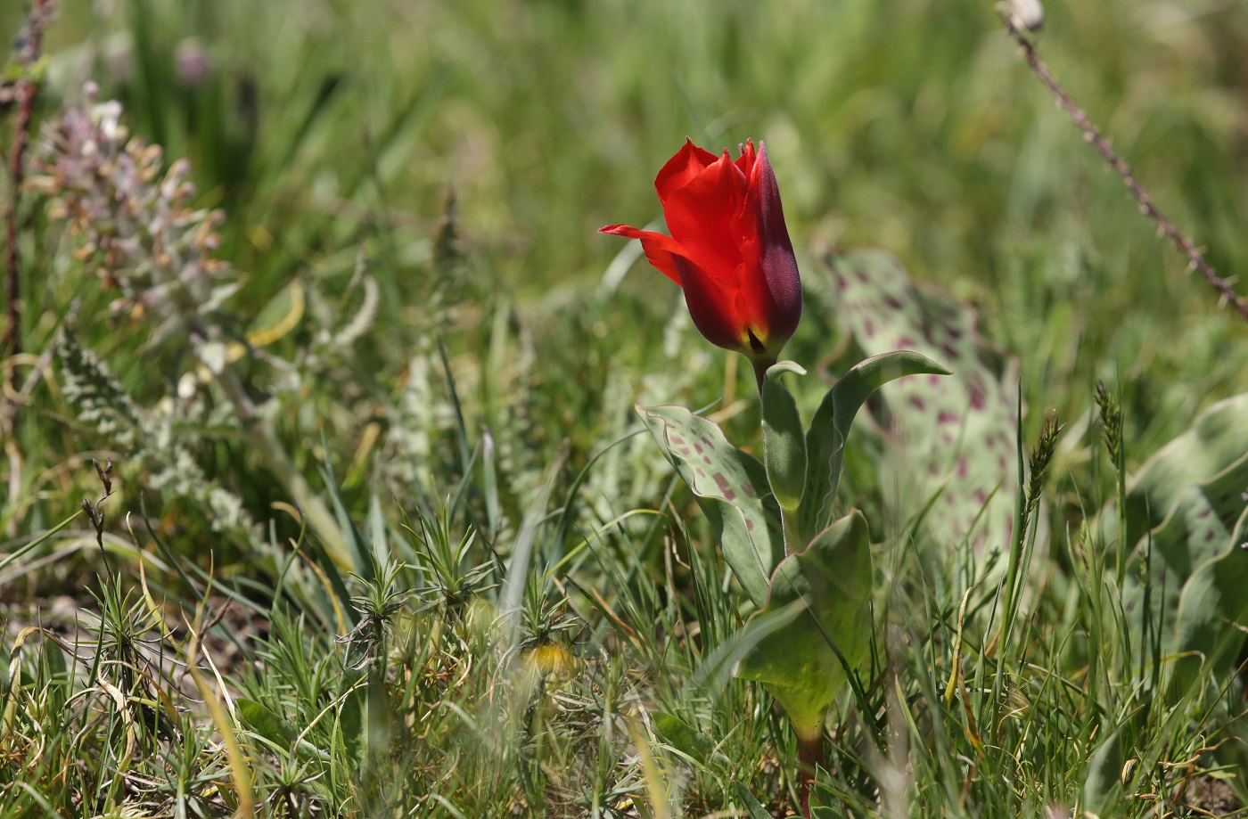 Image of Tulipa greigii specimen.