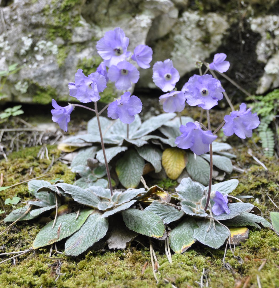 Image of Jancaea heldreichii specimen.