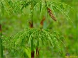 Equisetum sylvaticum. Средняя часть растенеия. Украина, Львовская обл., Сколевский р-н, национальный природный парк \"Сколевские Бескиды\", окр. с. Каменка, опушка леса. 10.05.2018.