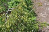 Juniperus hemisphaerica. Ветвь. Грузия, Боржоми-Харагаульский национальный парк, маршрут №1; гребень горного отрога между ручьями Читахеви и Ликани, ≈ 1600 м н.у.м, большой луг. 25.05.2018.