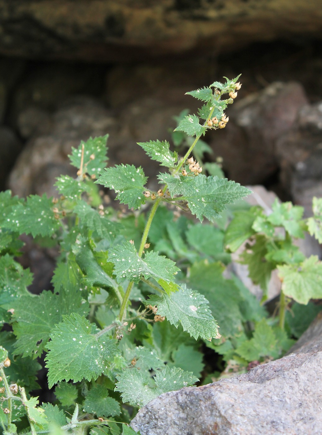 Image of Scrophularia divaricata specimen.