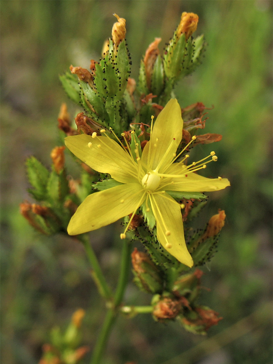 Image of Hypericum montanum specimen.