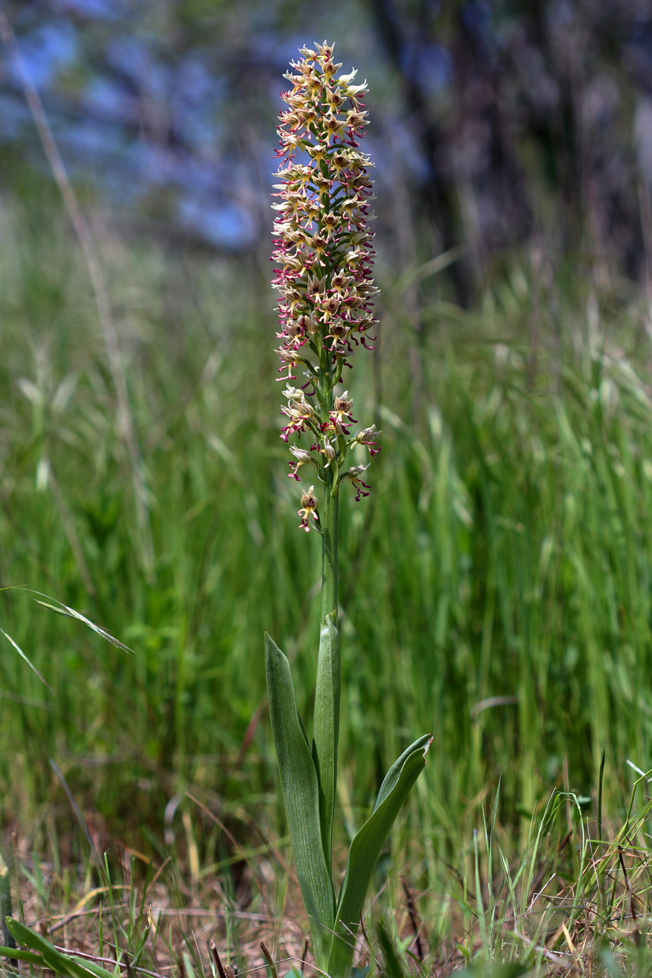 Image of Orchis &times; calliantha specimen.