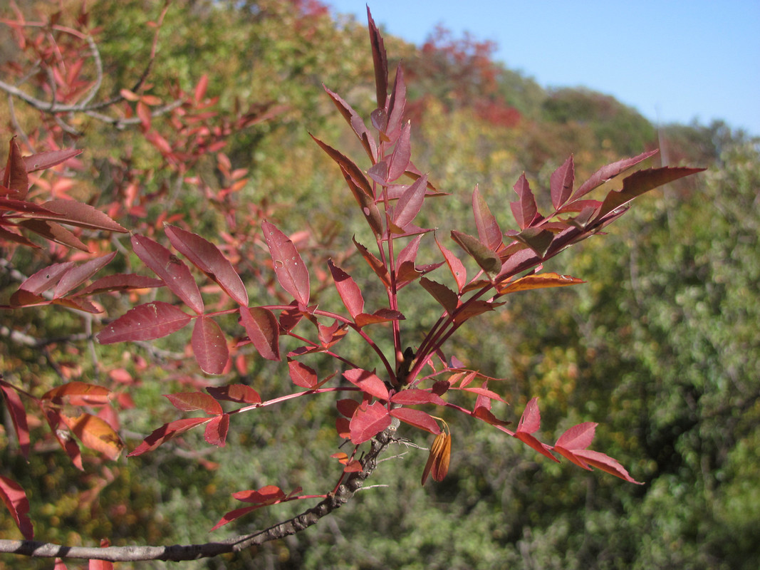 Image of Fraxinus oxycarpa specimen.