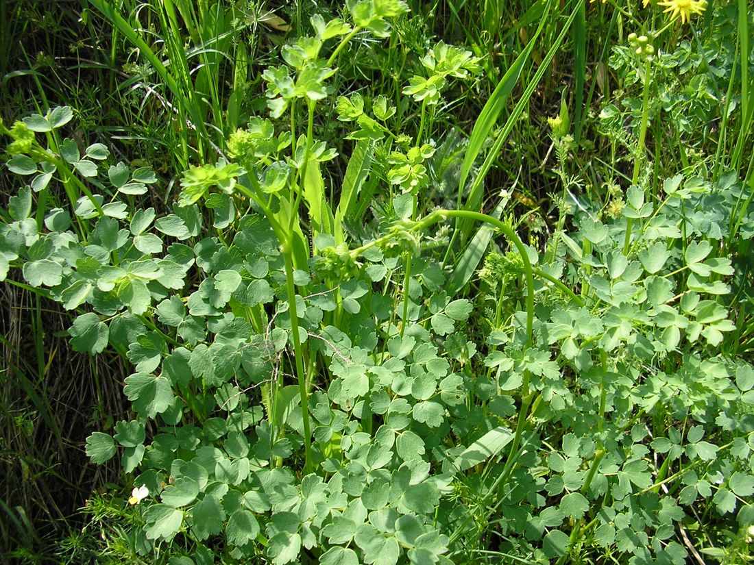 Image of Thalictrum minus specimen.