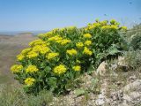 Haplophyllum latifolium