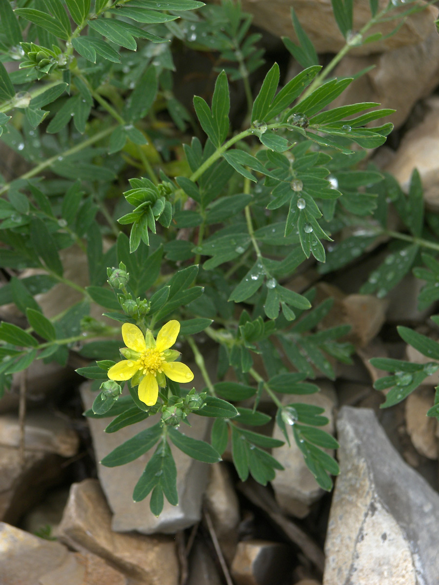 Image of Potentilla orientalis specimen.