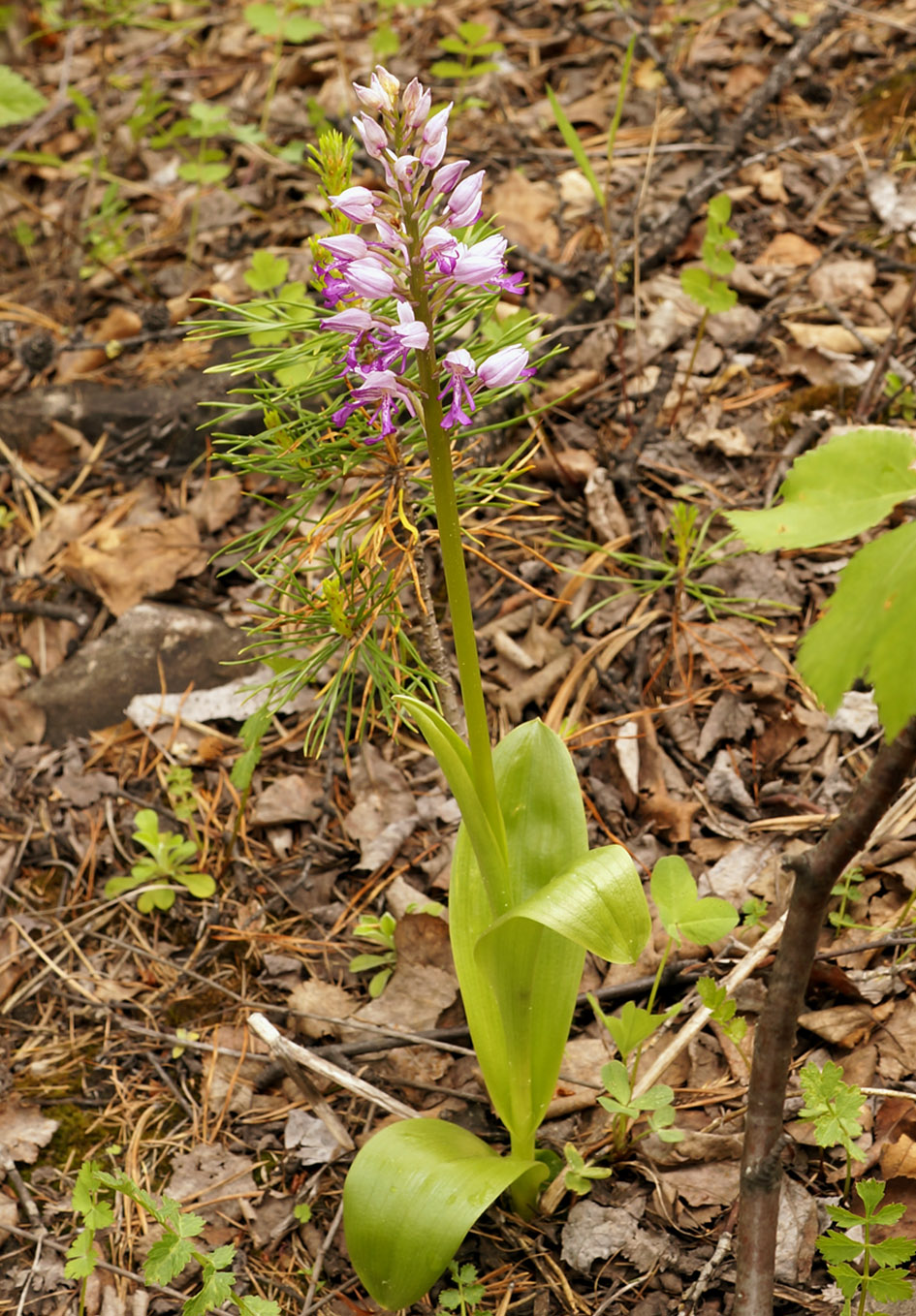 Image of Orchis militaris specimen.