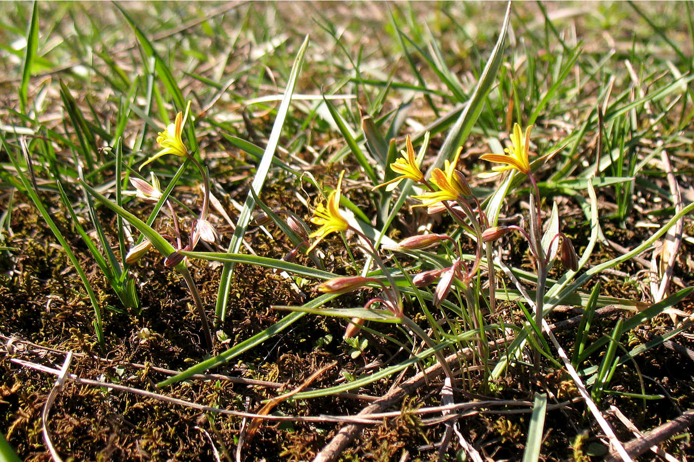 Изображение особи Gagea erubescens.