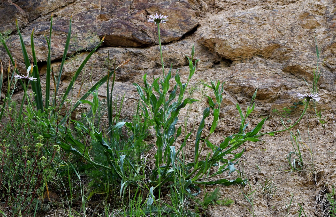 Изображение особи Tragopogon malikus.