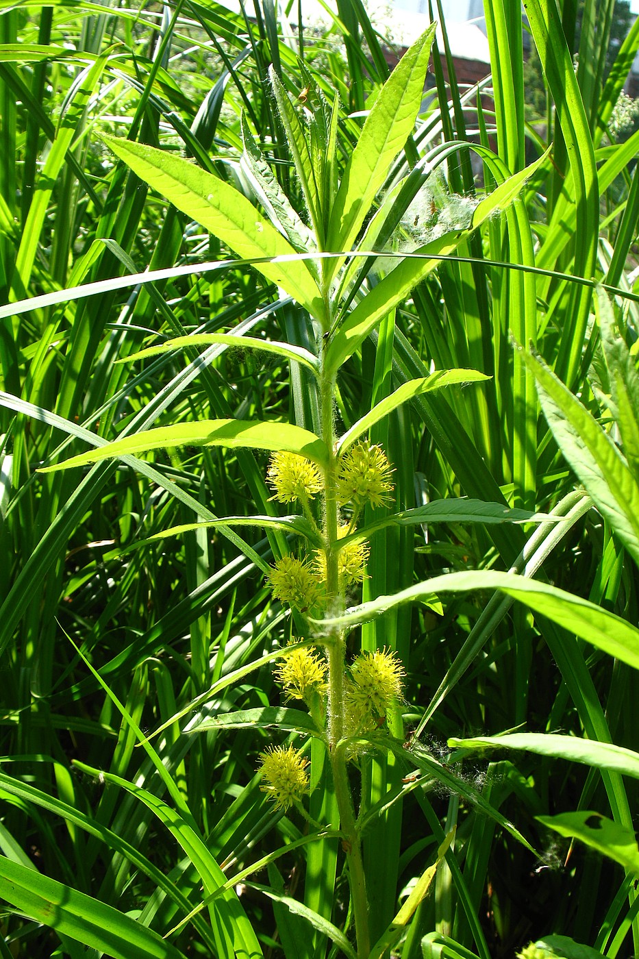 Изображение особи Naumburgia thyrsiflora.