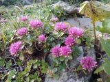 Sedum spurium