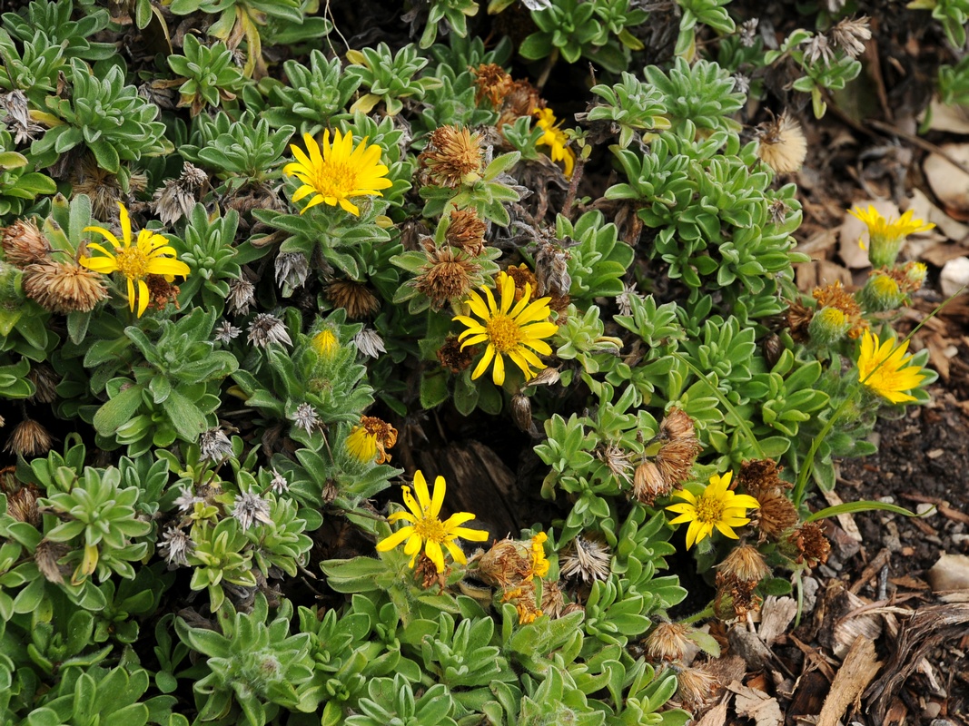 Image of Heterotheca sessiliflora specimen.