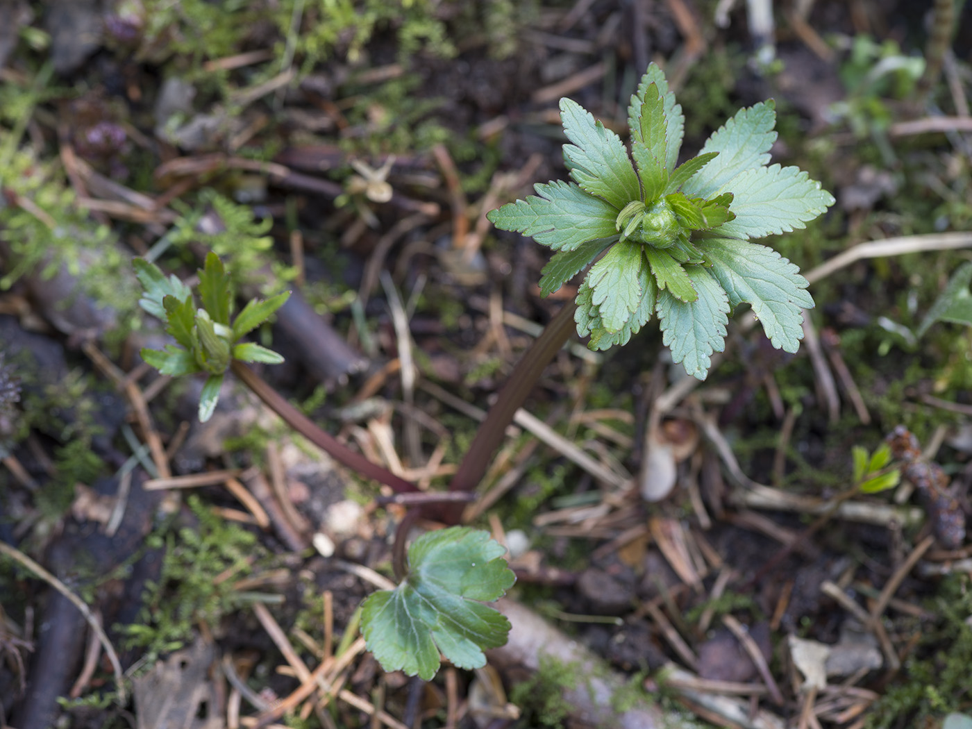 Image of genus Ranunculus specimen.