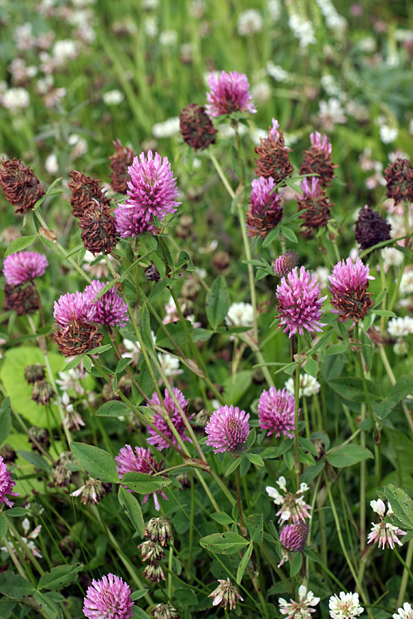 Изображение особи Trifolium pratense.