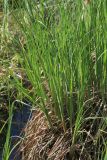 Смотреть изображение Carex omskiana