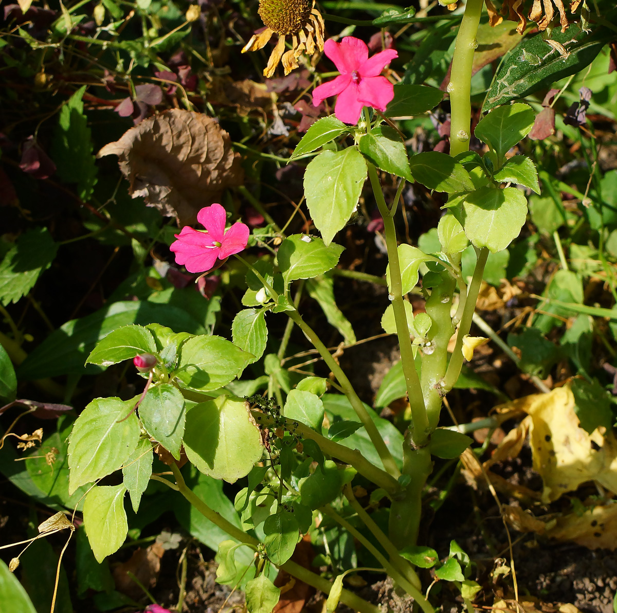 Image of Impatiens walleriana specimen.