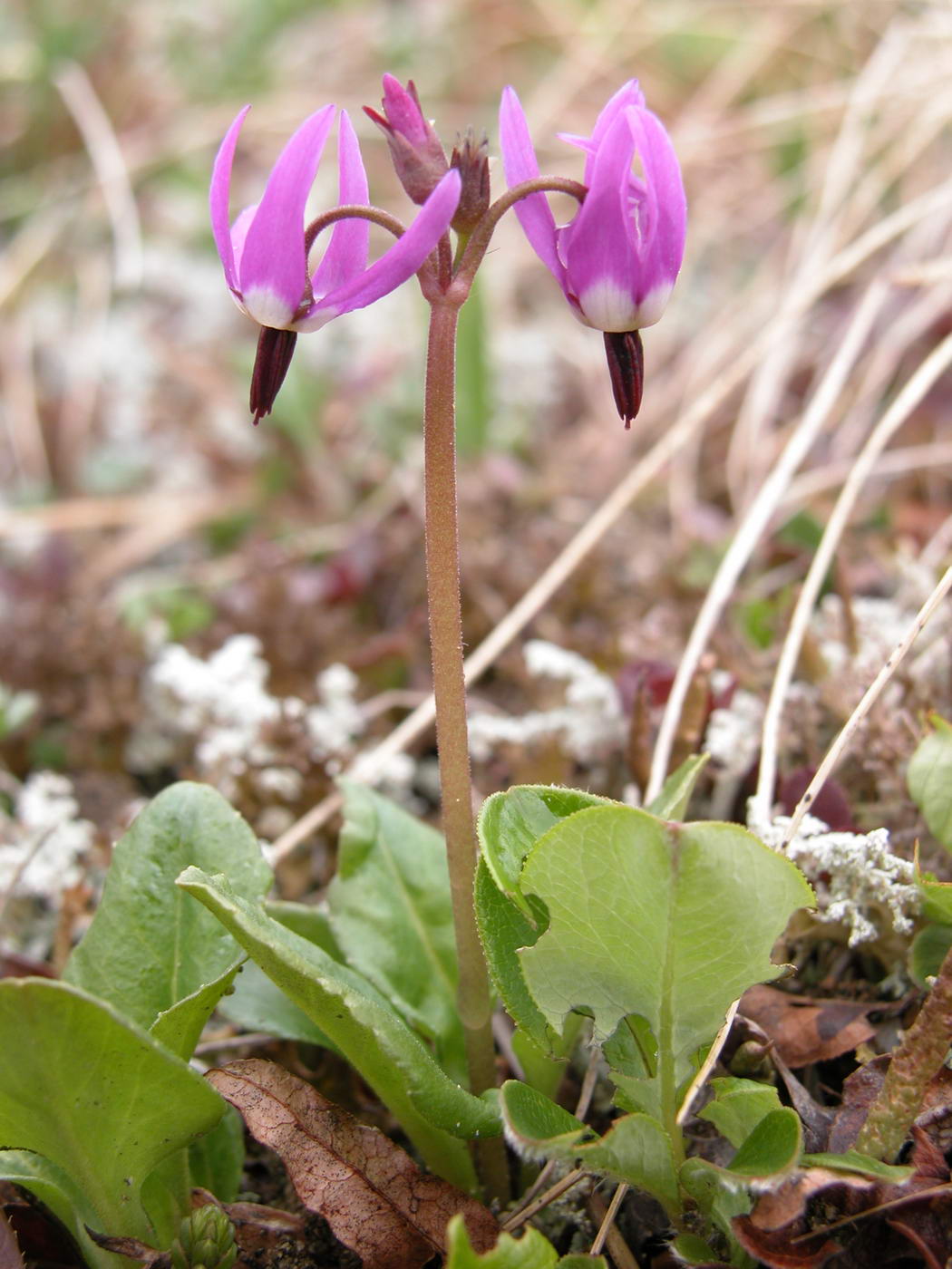 Image of Dodecatheon frigidum specimen.