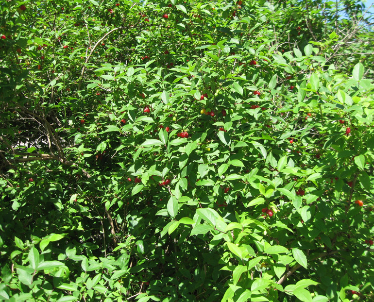 Image of Lonicera fragrantissima specimen.