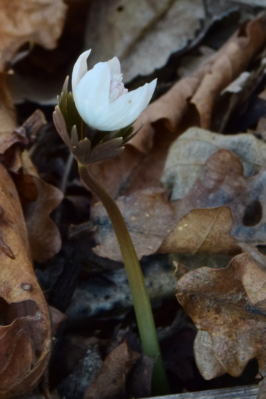 Image of Eranthis stellata specimen.