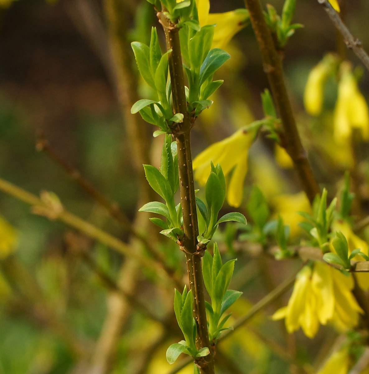 Image of genus Forsythia specimen.