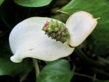 Calla palustris