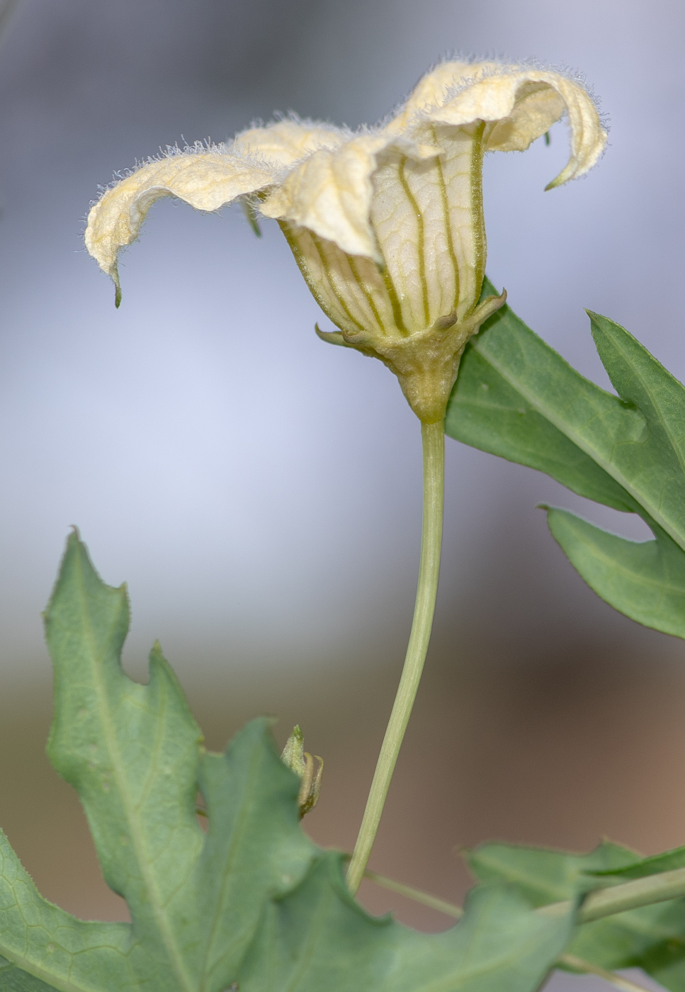 Image of Coccinia sessilifolia specimen.