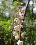 Pyrola incarnata