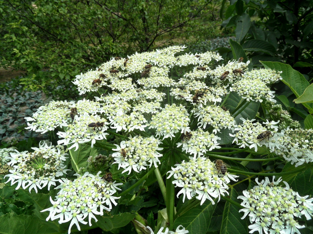 Image of genus Heracleum specimen.