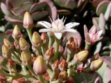 Crassula arborescens