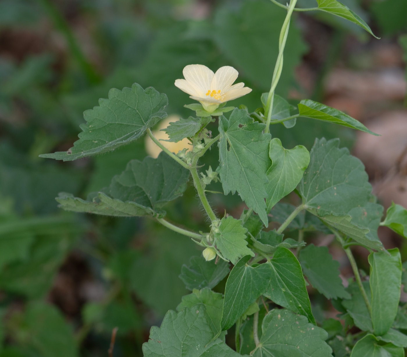 Image of Pavonia burchellii specimen.