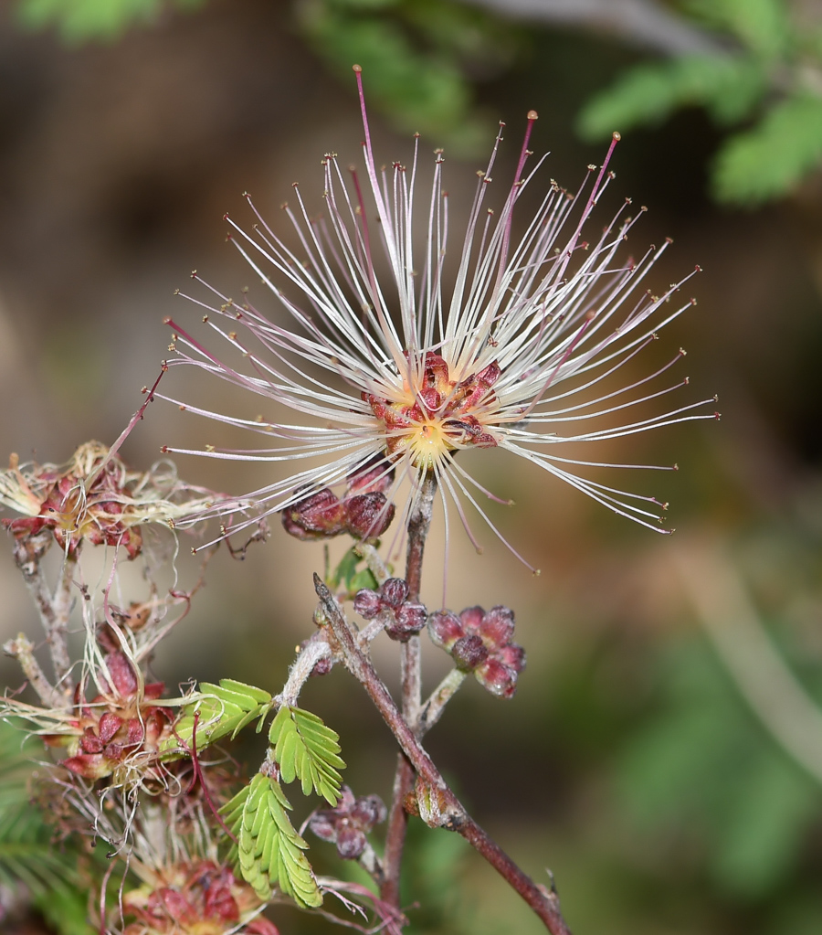 Image of Calliandra eriophylla specimen.