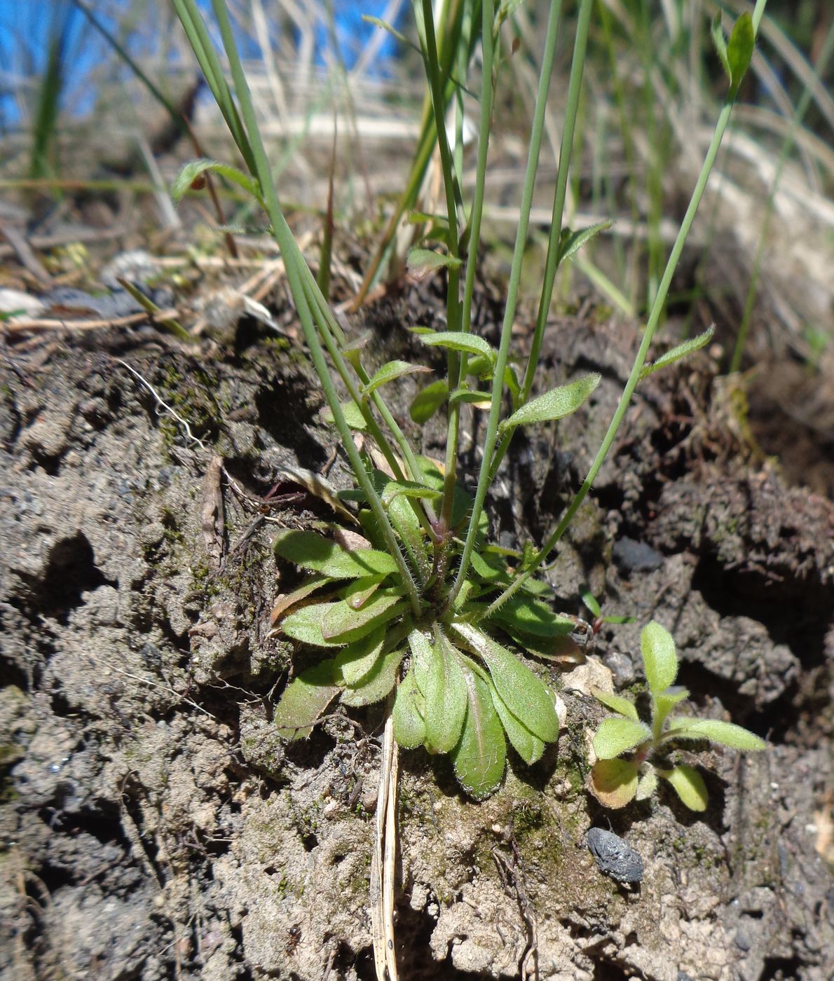 Image of Arabidopsis thaliana specimen.