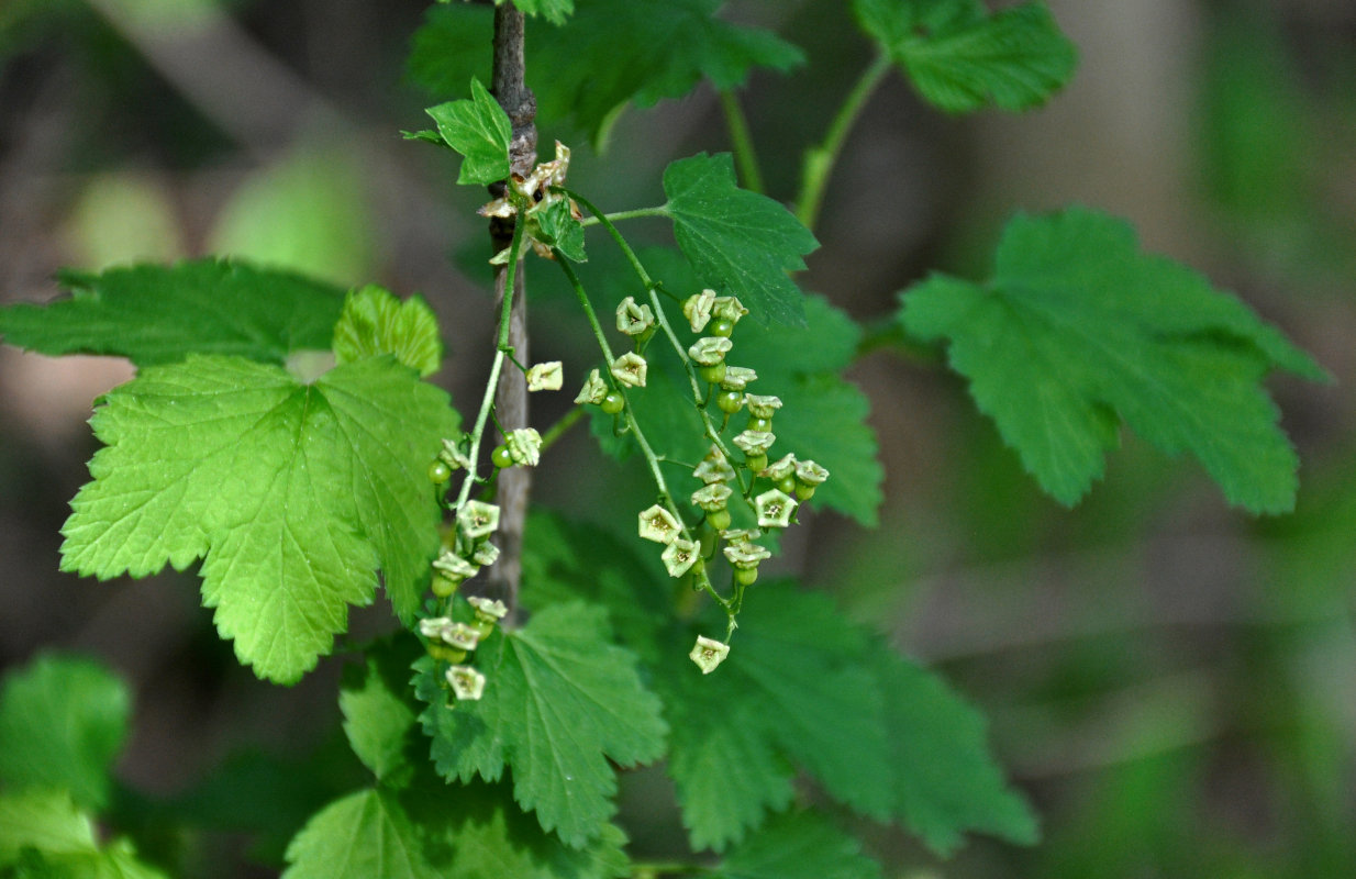 Изображение особи род Ribes.