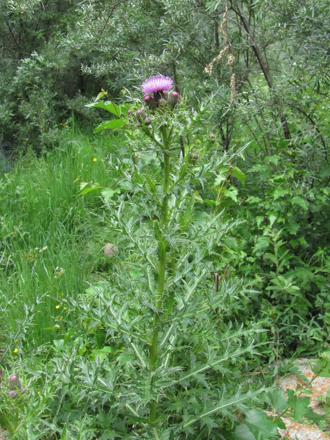 Image of Cirsium elbrusense specimen.