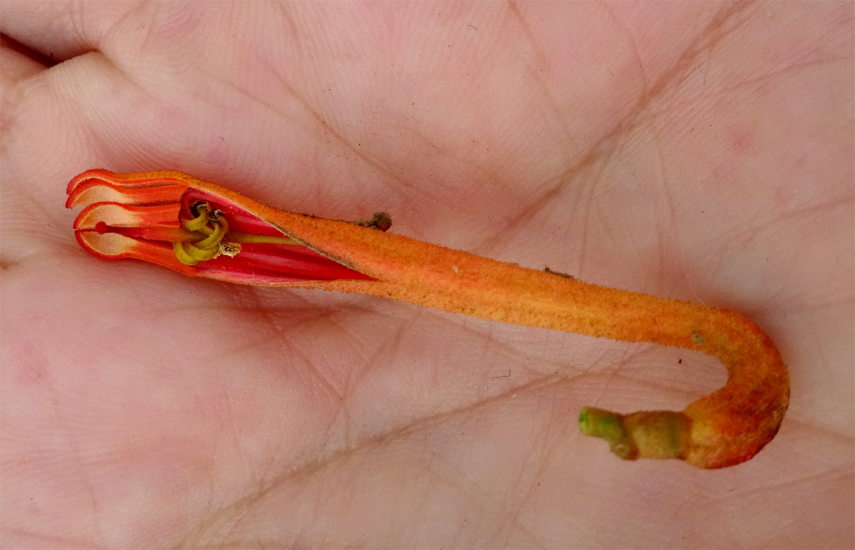 Image of Phragmanthera dschallensis specimen.