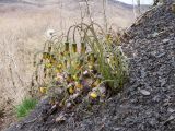 Tussilago farfara