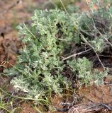 Artemisia terrae-albae