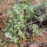 Смотреть изображение Artemisia terrae-albae