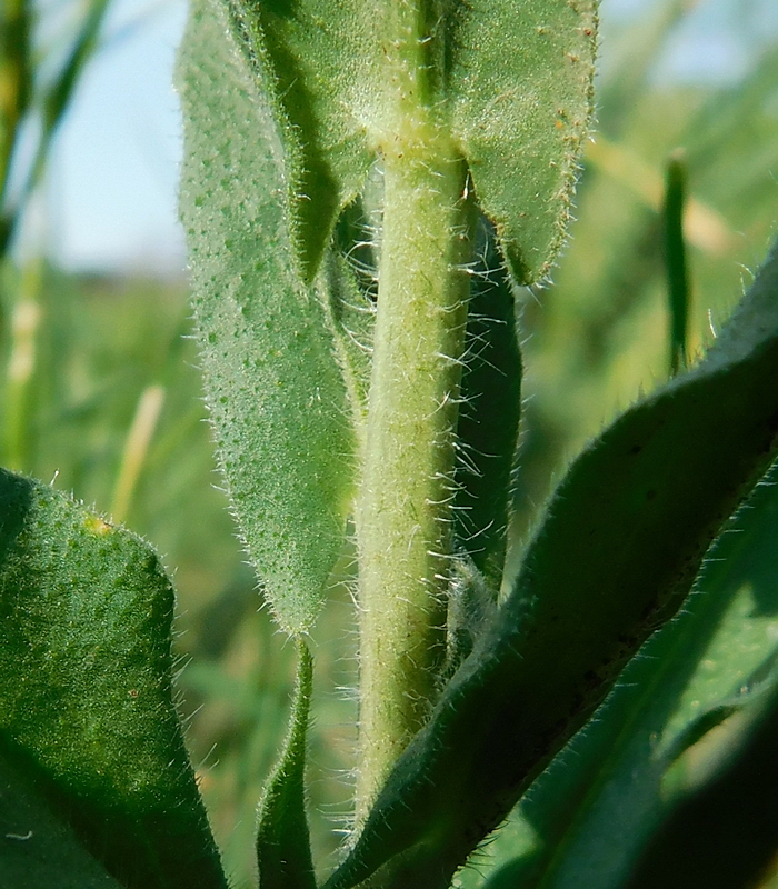 Изображение особи Camelina sylvestris.