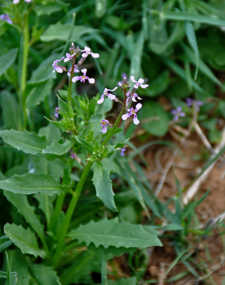 Изображение особи Chorispora tenella.