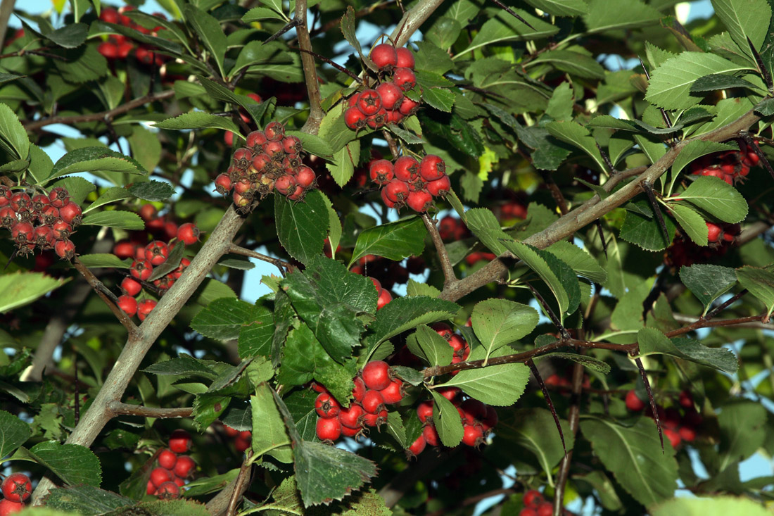 Image of Crataegus macracantha specimen.