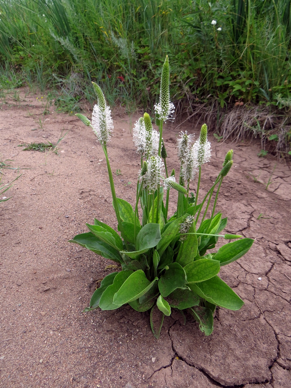 Изображение особи Plantago maxima.