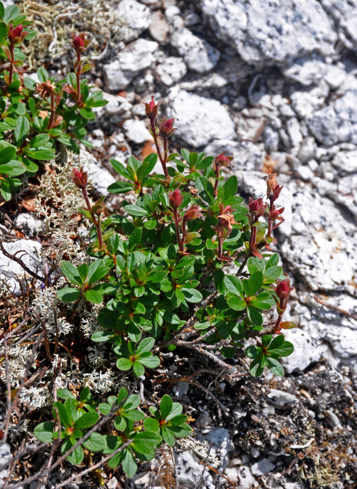 Изображение особи Rhododendron redowskianum.