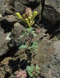 Scutellaria karjaginii. Цветущее растение в нижнем поясе гор. Азербайджан, окр. Гёйгёля (Ханлара). 15.04.2010.